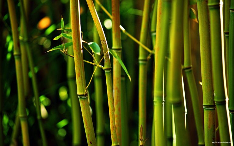 bambu-768x480