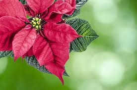 flor-pascua
