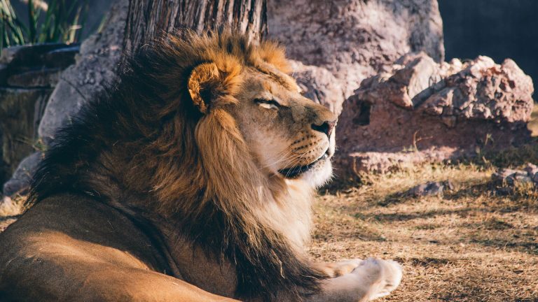 leones-768x432
