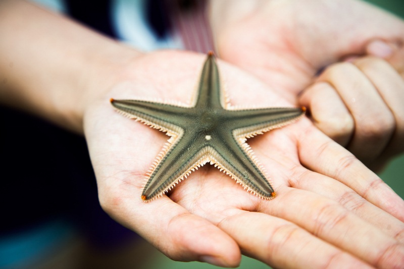 seastar